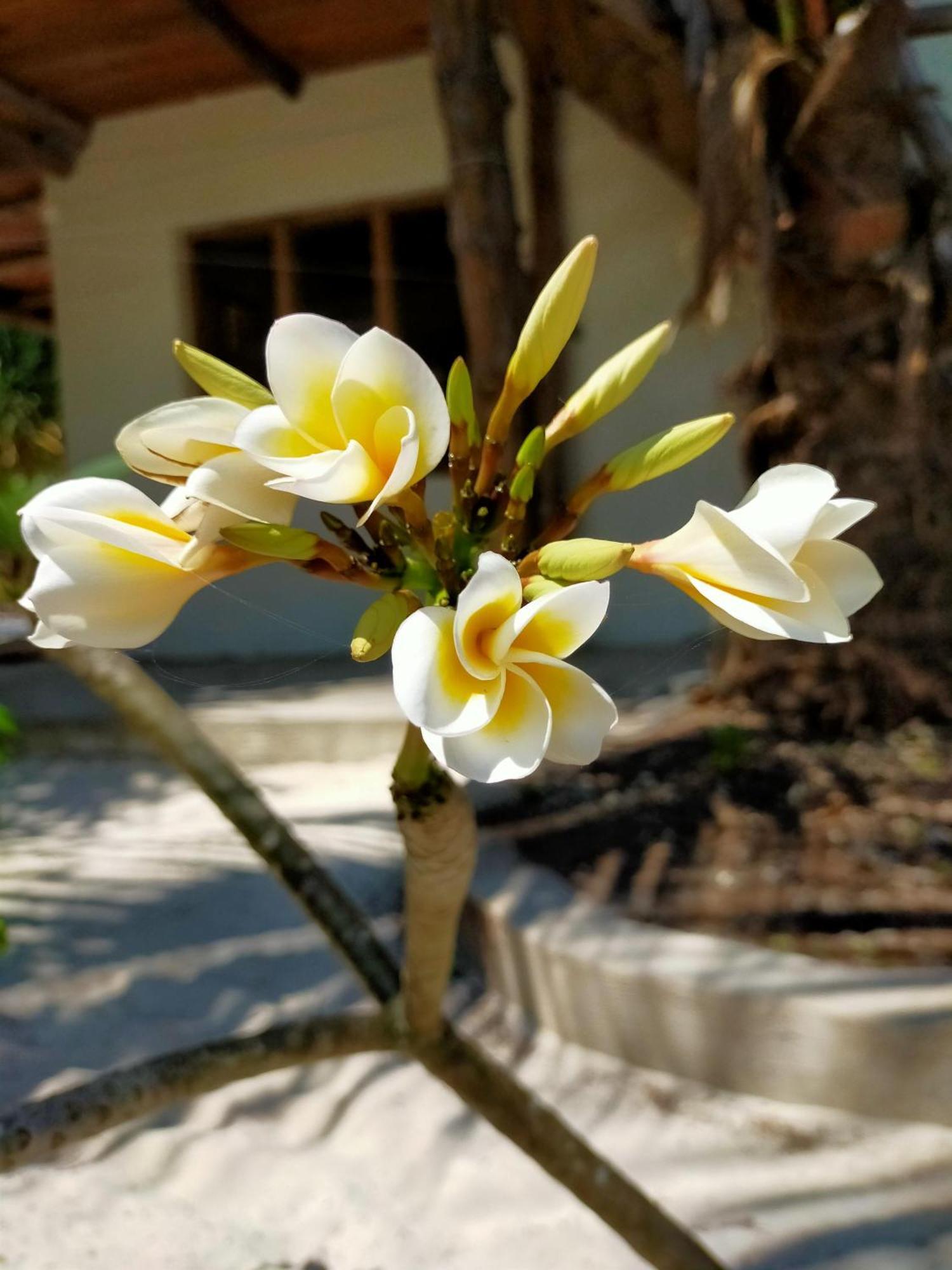 Eden Paradise Michamvi Εξωτερικό φωτογραφία
